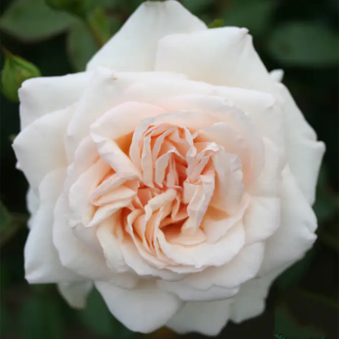 Storblommig Klätterros Omnia Garden Penny Lane