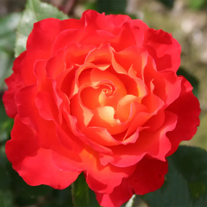 Flerblommig Rabattros Omnia Garden David Rosenmager