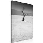 Tavla Arkiio Tree in the Desert