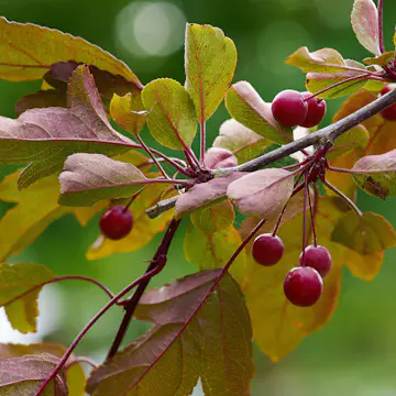 Prydnadsträd Omnia Garden Rönnbärsapel