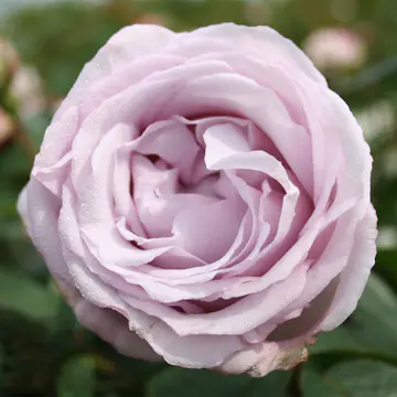 Storblommig Buskros Omnia Garden Bering Renaissance