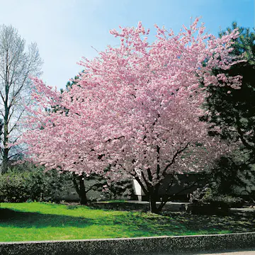 Prydnadskörsbär Omnia Garden Accolade, Rosa Blomning, 100-120 cm