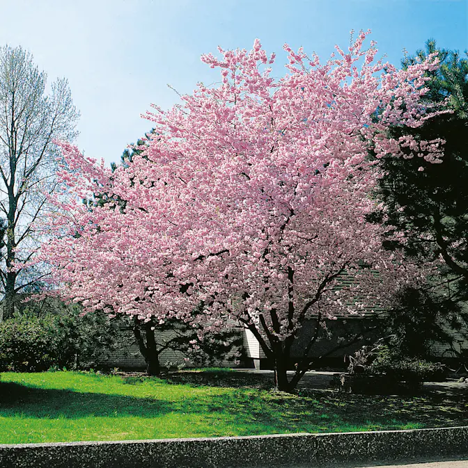 Prydnadskörsbär Omnia Garden Accolade, Rosa Blomning, 100-120 cm