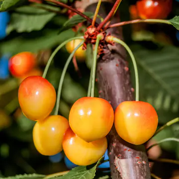 Sötkörsbärsträd Omnia Garden Büttners Späte Rote Knorpelkirsche E