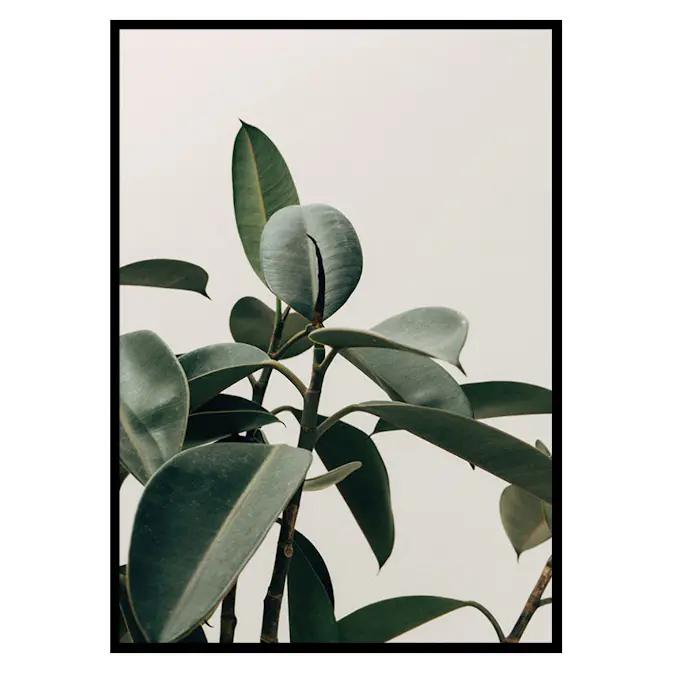 Poster Gallerix Rubber Plant