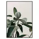 Poster Gallerix Rubber Plant