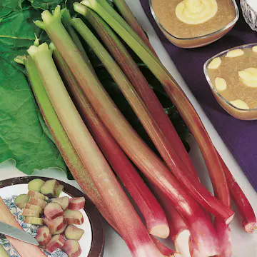 Rabarber Victoria Omnia Garden 30-40 cm