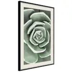 Poster Artgeist Affisch Beautiful Succulent