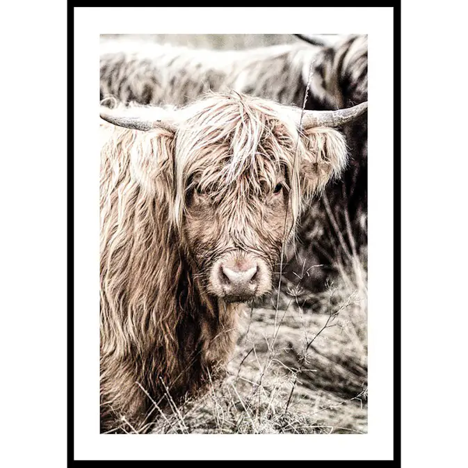 Poster Gallerix Cow Up Close