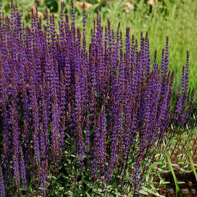 Perenn Omnia Garden Stäppsalvia Caradonna