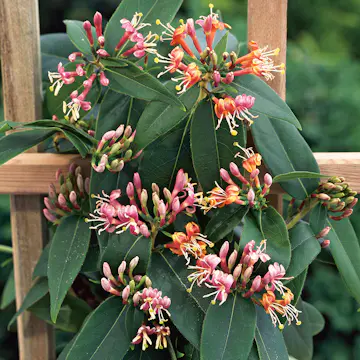 Klätterväxt Vintertry Omnia Garden 40-60 cm