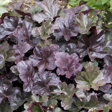 Perenn Omnia Garden Alunrot Obsidian