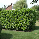 Prydnadsbuske Lagerhägg Omnia Garden Prunus laurocerasus Etna (Anbri)