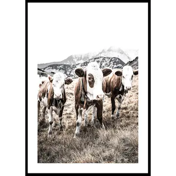 Poster Gallerix Cattle In Field