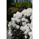 Rhododendron Omnia Garden Schneekrone 25-30 cm
