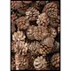 Poster Gallerix Fir Cones Close Up