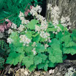 Perenn Omnia Garden Spetsmössa Moorgrün