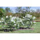Buske Omnia Garden Syrén Vit 20-40 cm Krukodlade