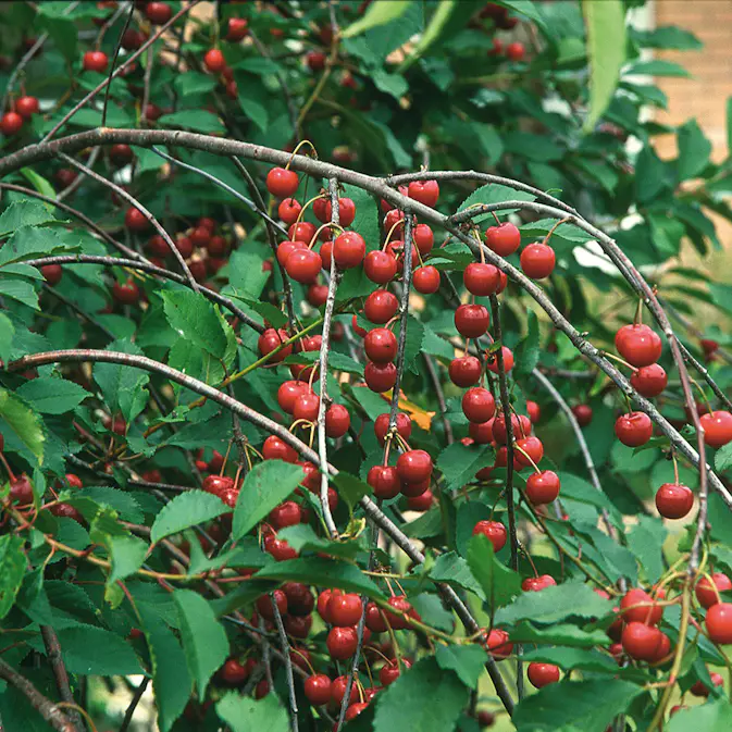 Surkörsbärträd Omnia Garden Skuggmorell Morello E