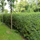 Häck Omnia Garden Liguster 30-50cm Krukodlade