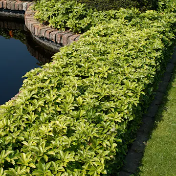 Perenn Omnia Garden Skuggröna Green Carpet