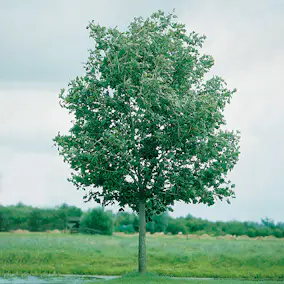 Pryndnadsträd Skogslönn Omnia Garden 350-450 cm Frilandsodlat Högstamsträd med Grönt Lövverk