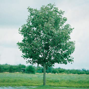 Pryndnadsträd Skogslönn Omnia Garden 350-450 cm Frilandsodlat Högstamsträd med Grönt Lövverk