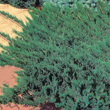 Amerikansk Kryp-en Omnia Garden Blue Chip 25-30 cm