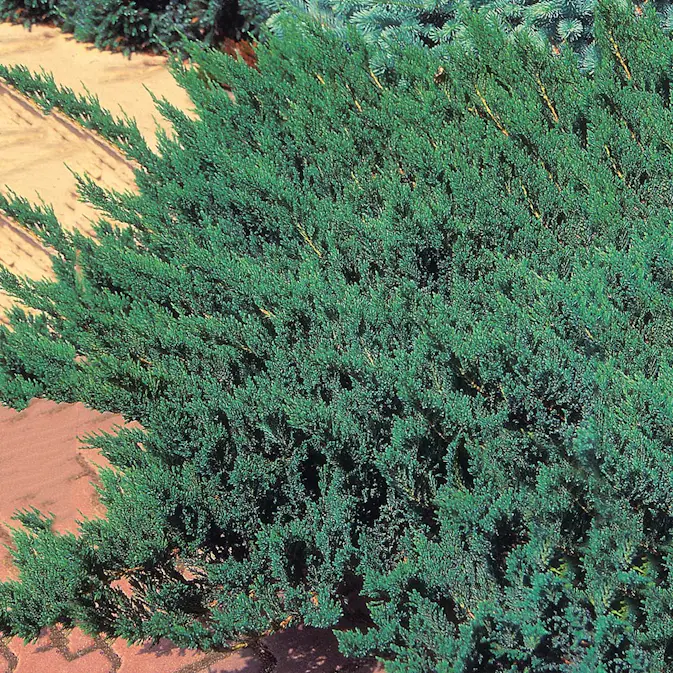 Amerikansk Kryp-en Omnia Garden Blue Chip 25-30 cm