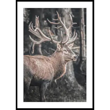 Poster Gallerix Red Deer Rut