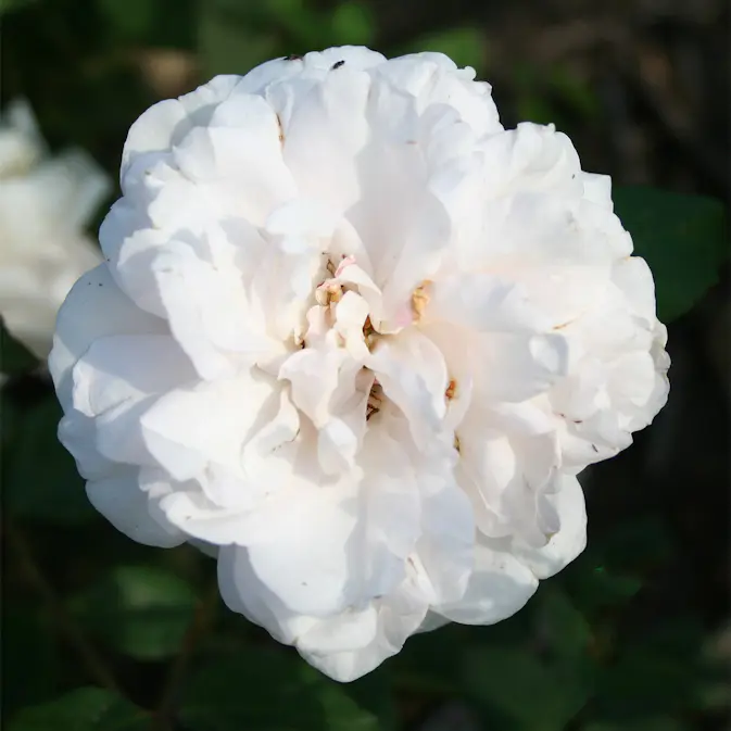 Storblommig Buskros Omnia Garden Mme Alfred Carriere