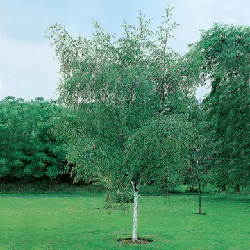 Vårtbjörk Omnia Garden 60-100 cm