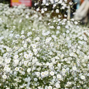 Prydnadsperenn Omnia Garden Brudslöja