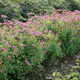 Buske Omnia Garden Rosenspirea 20-30 cm
