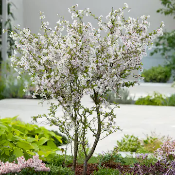 Prydnadsträd Omnia Garden Dvärgkörsbär Kojou-no-mai 60 cm - Vit Blomning