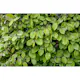 AvenBok Omnia Garden 20-40 cm Krukodlade