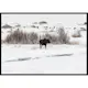 Poster Gallerix Moose In Snow