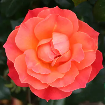 Flerblommig Rabattros Omnia Garden Fellowship