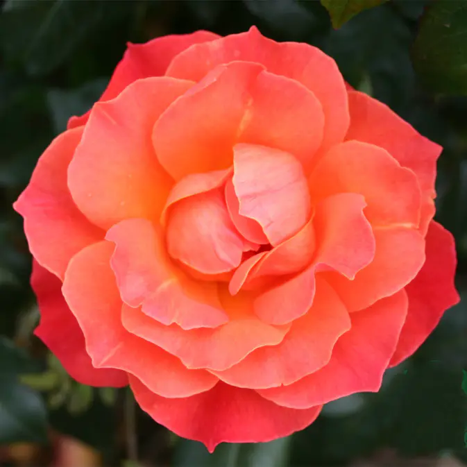 Flerblommig Rabattros Omnia Garden Fellowship