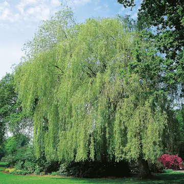 Prydnadsträd Pil Omnia Garden Kaskadpil 150-200 cm, Grönt Lövverk, Snabbväxande & Fuktigt Läge