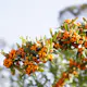 Buske Havtorn Omnia Garden Trädgårdens vitaminförråd