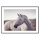 Poster Gallerix White Horse