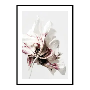 Poster Gallerix Anemone Flower