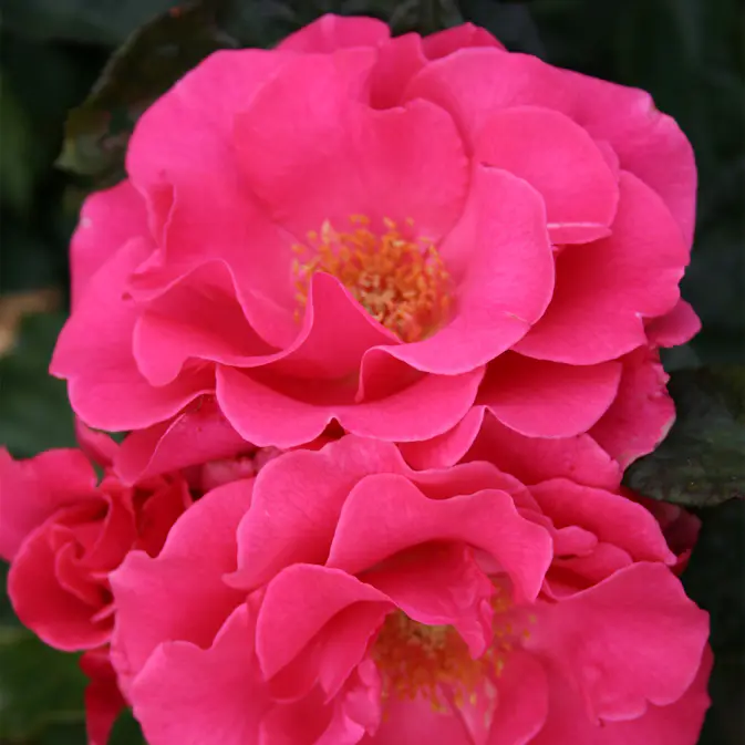 Flerblommig Rabattros Omnia Garden Romanze