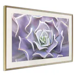 Poster Artgeist Affisch Purple Succulent