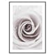 Poster Gallerix Bright Pink Rose No1