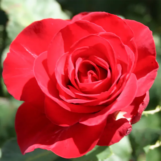 Storblommig Rabattros Omnia Garden Courage