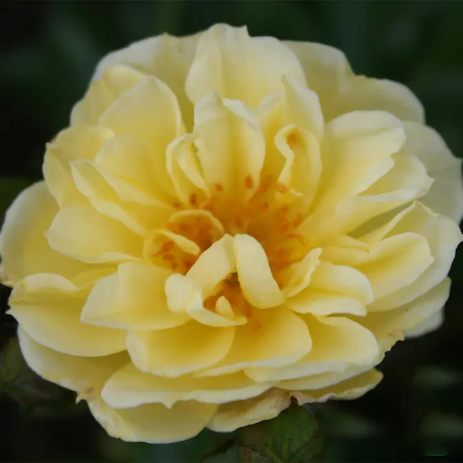 Buskros Omnia Garden Marktäckande Golden Cover