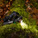 Pannlampa Coast XPH34R Uppladdningsbar 2075 Lumen