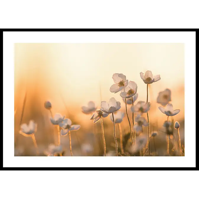 Poster Gallerix Wild Anemone In Sunset